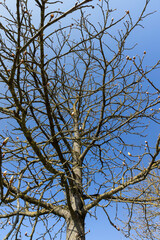 Obraz premium bare trees in the spring season, warm spring weather in the park with different types of trees with dead foliage on these trees