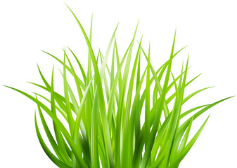 Realistic green grass. Bushes of fresh greens. Spring meadow. Summer lawn. Glade with plants. Nature landscape vector illustration.