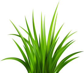 Obraz premium Realistic green grass. Bushes of fresh greens. Spring meadow. Summer lawn. Glade with plants. Nature landscape vector illustration.