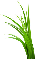 Realistic green grass. Bushes of fresh greens. Spring meadow. Summer lawn. Glade with plants. Nature landscape vector illustration.