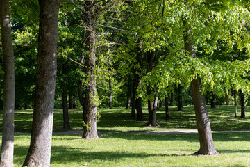 Obraz premium tall trees and green foliage of spring with bright sunlight and contrasting shadows from sunlight in clear weather, beautiful maple trees with green foliage