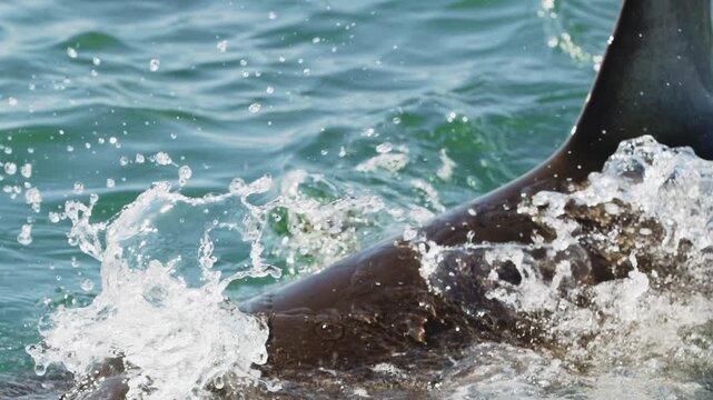 Great white shark breaches with mouth wide open showing all the way down her throat. Feeding of dangerous shark in open sea. Wild nature predators of South Africa. Wild animal. Shark jump out of water