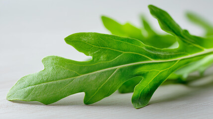 Obraz premium Single fresh arugula leaf on a clean background, herb and food ingredient detail, culinary nature concept, with copy space