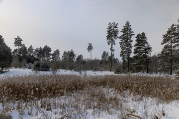 territory of the swamp and forest covered with snow and snowdrifts, nature after a snowfall with snowdrifts and deciduous and coniferous trees © rsooll