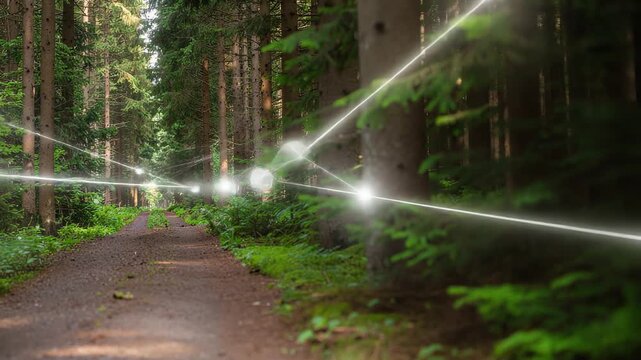 Smart forest concept with glowing digital network connections over woodland path representing ecological technology and biodiversity monitoring