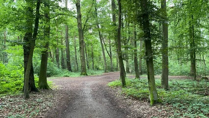 Fototapete Waldweg Lush green forest clearing with winding path through summer trees - Wide forest clearing with a natural dirt path winding through tall deciduous trees in full summer foliage. Open green space.  © oracleXmaniq