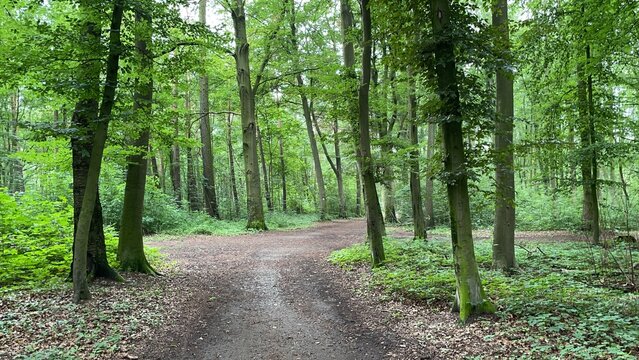 Lush green forest clearing with winding path through summer trees - Wide forest clearing with a natural dirt path winding through tall deciduous trees in full summer foliage. Open green space.