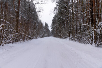 Fototapeta premium road for cars in the forest in winter, covered with snow, a narrow track from cars in the forest in winter, trees without foliage grow around