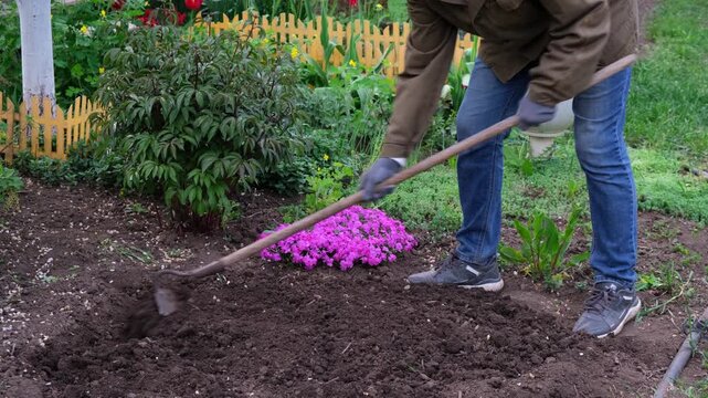 Gardener in gloves prepares the soil with a hoe in the garden before planting strawberry seedlings, spring gardening, yard work