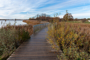 Obraz premium Wooden boardwalk pathway winding through dense reed vegetation near a calm lakeshore. The trail crosses a wetland ecosystem dominated by common reed grass creating a scenic nature route used for walki
