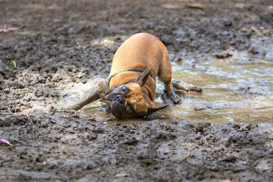 French bulldog playing in muddy puddle