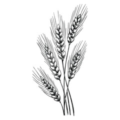 Obraz premium Retro style wheat hand drawn vector illustration isolated on white background agriculture design element