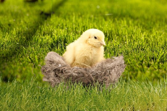 hen nestled in nest, cute yellow chiks