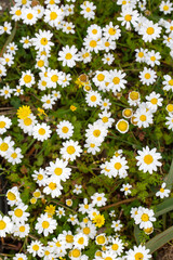 Bright Field of Common Daisies - Bellis Perennis - in Spring Sunlight - Macro View © Esin Deniz