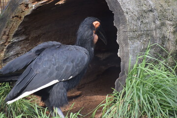 Southern ground hornbill sitting in grass near tree trunk © MARIA – Nature