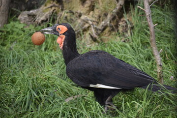 Kafir hornbill holding orange object in beak in grassy environment © MARIA – Nature