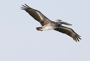 Obraz premium Pelicans in flight and perched on shore