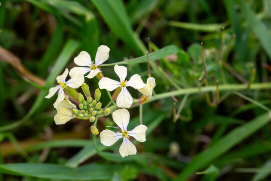 Close-up of Wild Radish  -Raphanus raphanistrum - White Flowers in a Green Field