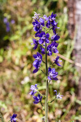 Close-up of Wild Blue Larkspur  - Delphinium - Flowers Blooming in a Sunny Field