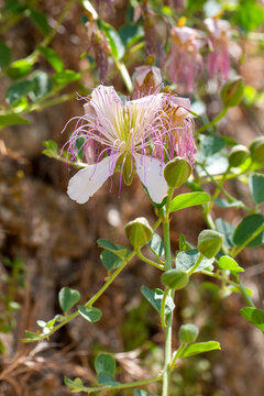 Close-up of a Caper Bush  - Capparis spinosa -  Flower with Long Purple Stamens and Buds
