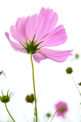 pink cosmos flower isolated