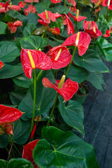 Group of Vibrant Red Anthurium (Flamingo Flower) Plants with Lush Green Leaves