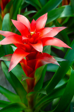 Variety of Colorful Guzmania Bromeliad Plants in Yellow, Red and Purple Tones