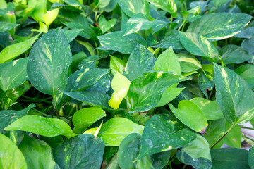 Obraz premium Close-up of Golden Pothos - Epipremnum Aureum - Ivy Leaves with Natural Green Texture