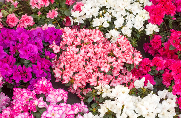 Vibrant Display of Colorful Azalea (Rhododendron) Flowers in Pink, White and Purple