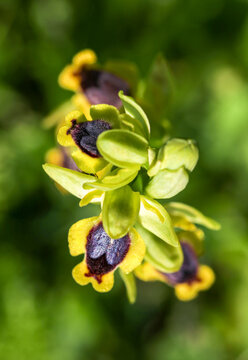 Wild orchid flower, ophrys lutea, Izmir / Turkey