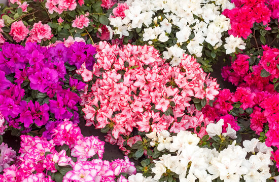 Vibrant Display of Colorful Azalea (Rhododendron) Flowers in Pink, White and Purple