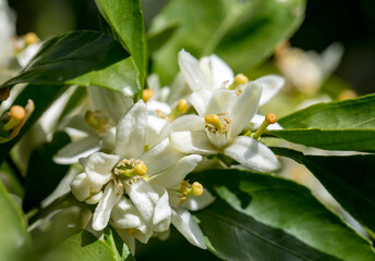 Obraz premium Ripe oranges hanging on a blossoming orange tree