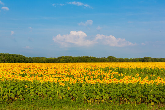 63801-07507 Sunflower field Sam Parr State Park Jasper County, IL