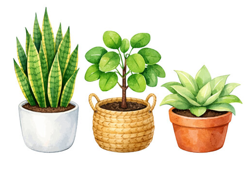A watercolor collection of potted houseplants, featuring snake plant, jade plant, and succulent in decorative pots with lush green leaves, isolated on a transparent background.