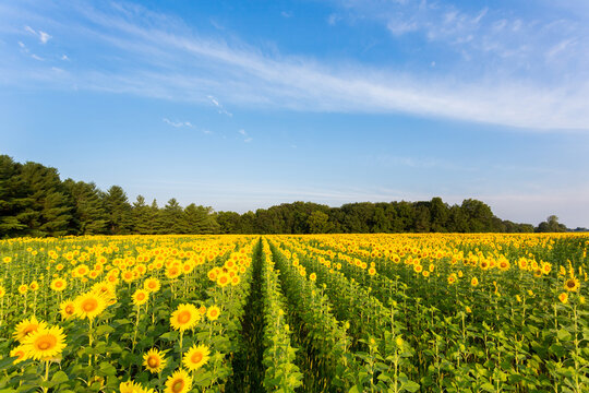 63801-07414 Sunflower field Sam Parr State Park Jasper County, IL
