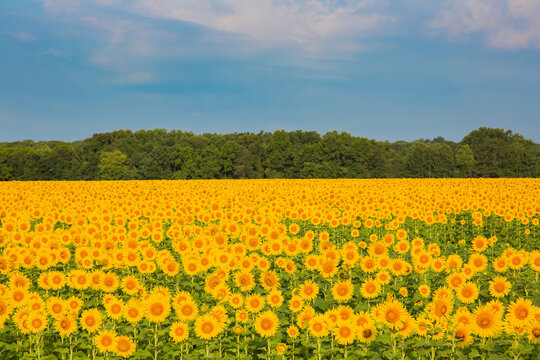 63801-07419 Sunflower field Sam Parr State Park Jasper County, IL