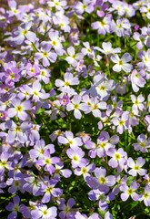 Aubrieta deltoidea or Virginia stock, Malcolmia maritima, is from the Brassicaceae family.