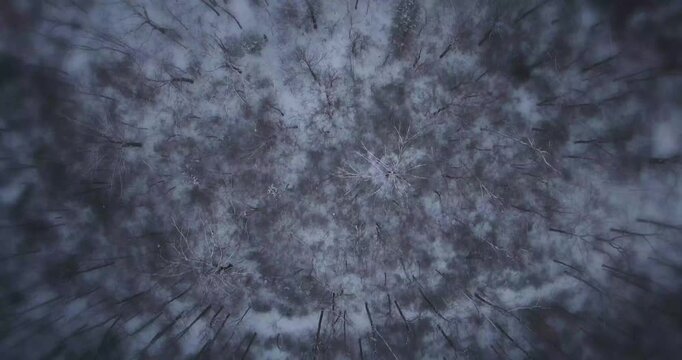 Aerial View of a Mysterious Forest