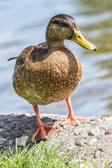 duck on the water © Krzysztof