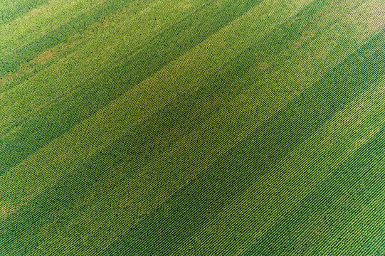 63801-10507 Corn field-aerial Marion Co. IL