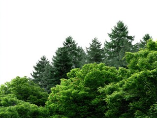 Fototapeta premium A lush, vibrant canopy of diverse green trees stands against a pristine white background, offering ample space for text or design elements. The fresh foliage showcases various shades of green, with de