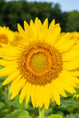 Obraz premium 63801-11301 Sunflower in field Jasper Co. IL