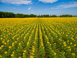 Fototapeta premium 63801-11309 Sunflower field-aerial Jasper Co. IL