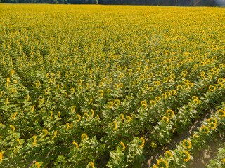 Obraz premium 63801-11413 Sunflower field-aerial Jasper Co. IL