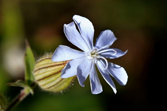 White Campion (Silene latifolia). A female flower is capable of producing up to 24,000 seeds, which are stored in her inflated, balloonlike sepals. White campion (Silene latifolia) female flower with 