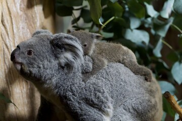 koala in a tree © Plesca