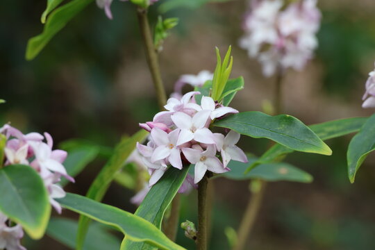 Daphne 'Spring Beauty'.  Cluster of scented delicate terminal pink daphne flowers in late winter. 