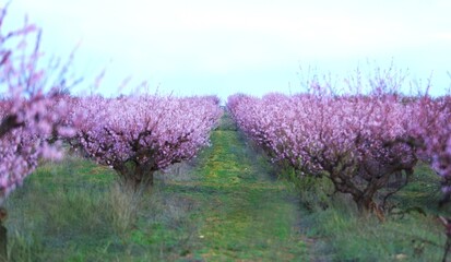 Obraz premium Beautiful Cherry Blossom or Sakura flower on nature background,soft focus and retro color toned.
