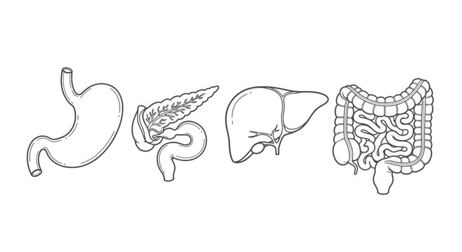 human digestive organs line art illustrations including stomach pancreas liver and intestines for medical and educational content