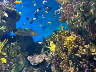 Acquario Marino – Pesci Tropicali e Coralli Colorati © Stefano Gasparotto